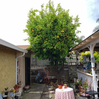 EarthEye Landscape - Before the lemon tree was trimmed by EarthEye Landscape - Landscaping Near Me EarthEye Landscape - Before the lemon tree was trimmed by EarthEye Landscape - Landscaping Near Me