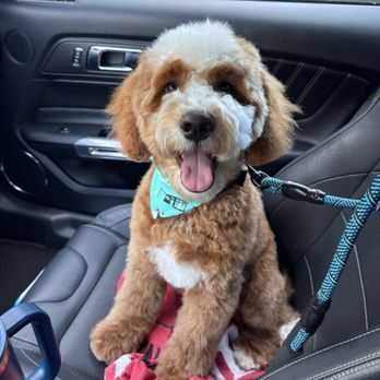 Pup Culture Pet Spaw - Remington after his grooming appointment!!! - Pet Groomers Near Me - Oceanside, California Pup Culture Pet Spaw - Remington after his grooming appointment!!! - Pet Groomers Near Me - Oceanside, California