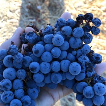 Geyserville Inn - Cabernet Sauvignon grapes - Hotels Near Me - Geyserville, California Geyserville Inn - Cabernet Sauvignon grapes - Hotels Near Me - Geyserville, California