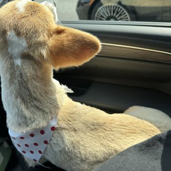 Splash Doggie - Pet Groomers Near Me - Burbank, California