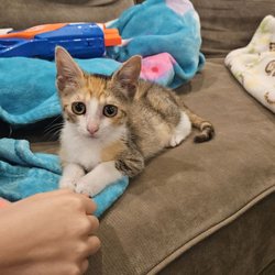 911 Dog and Cat Rescue - 8-week-old kitten