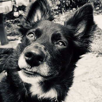Fit Dog Theory - His look of love for Fit Dog walker, Kristen! - Dog Walkers Near Me Fit Dog Theory - His look of love for Fit Dog walker, Kristen! - Dog Walkers Near Me