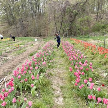 Beckett Farms - Frolicking - CSA Near Me - Glastonbury, Connecticut