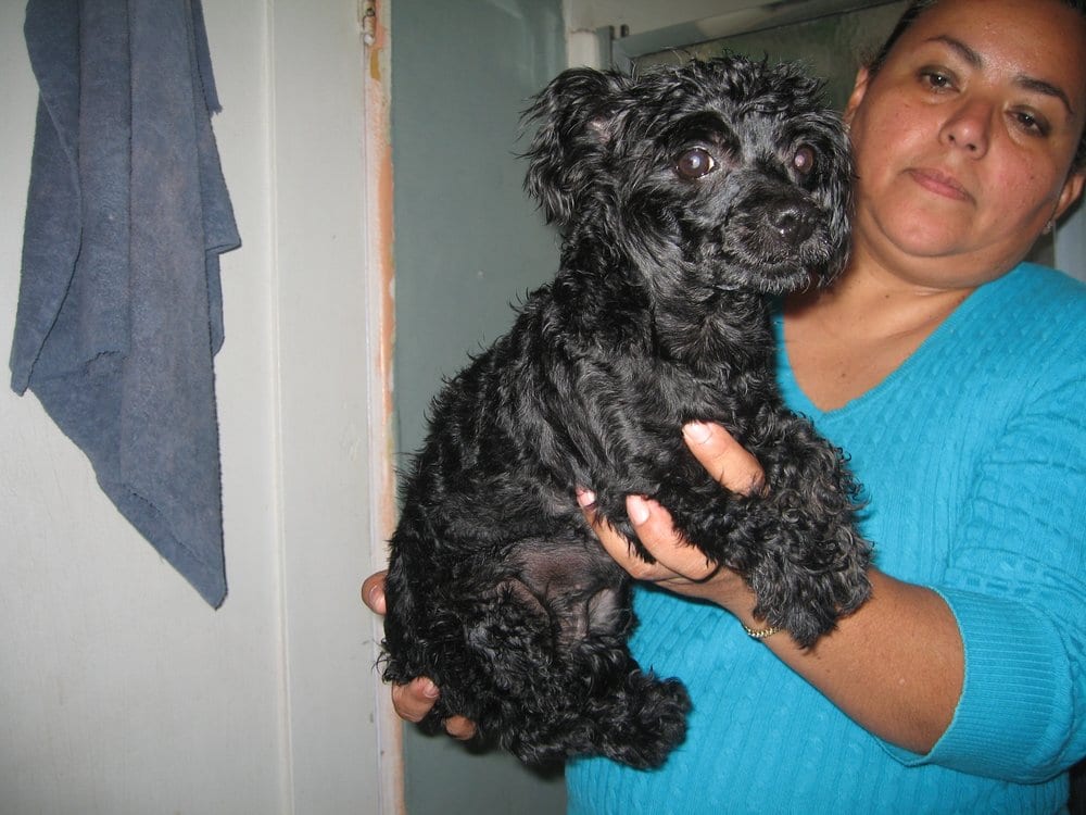 HAPPY TAILS GROOMING VIP Updated July 2024 Downey, California Pet