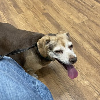 Homestead Veterinary Hospital - Butter-- a REALLY Stubborn Beagle/Dash-hound/Chihuahua mix@ 9+yrs old Lady - Veterinarians Near Me - Cary, North Carolina Homestead Veterinary Hospital - Butter-- a REALLY Stubborn Beagle/Dash-hound/Chihuahua mix@ 9+yrs old Lady - Veterinarians Near Me - Cary, North Carolina