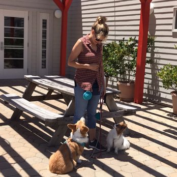 Robin Roy Dog Training - Pet Training Near Me Robin Roy Dog Training - Pet Training Near Me