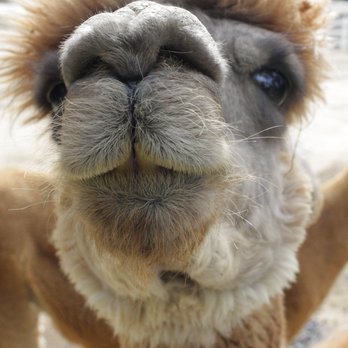 The Alpaca Hacienda - Attraction Farms Near Me - Temecula, California