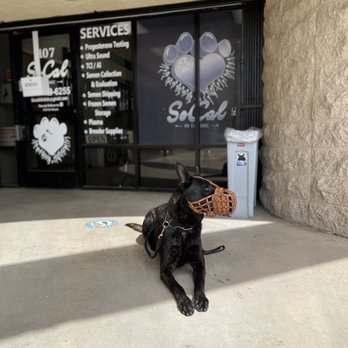 SoCal K9 Clinic - K9 Aro - Veterinarians Near Me - Riverside, California SoCal K9 Clinic - K9 Aro - Veterinarians Near Me - Riverside, California