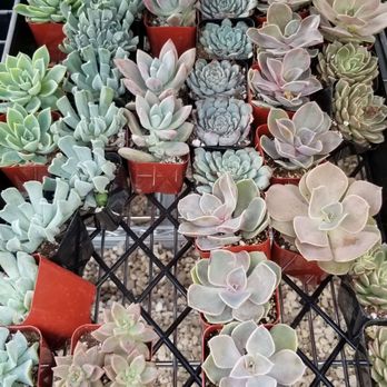 Buchanan's Native Plants - Succulents - Nurseries & Gardening Near Me - Houston, Texas