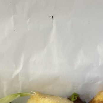 NUDO - Found a bug in fried tofu - Asian Fusion Near Me - Spokane, Washington NUDO - Found a bug in fried tofu - Asian Fusion Near Me - Spokane, Washington