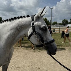 Beautiful horses