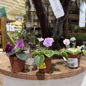 ARMSTRONG GARDEN CENTERS - Updated December 2025 - 71 Photos & 96