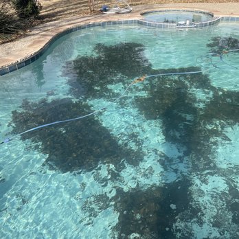 Integrity Pools - My pool after a service. They haven't cleaned it in at least 8 weeks maybe more - Pool Cleaners Near Me - Richardson, Texas