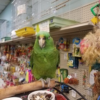 Kee's Aquarium & Pets - Buddy waiting to see me - Not for sale - Pet Stores Near Me - Shelby Township, Michigan Kee's Aquarium & Pets - Buddy waiting to see me - Not for sale - Pet Stores Near Me - Shelby Township, Michigan