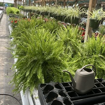 Powell's Nursery - Flowers - Nurseries & Gardening Near Me - Callahan, Florida Powell's Nursery - Flowers - Nurseries & Gardening Near Me - Callahan, Florida