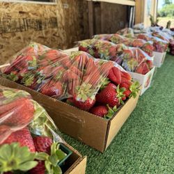 Chip's Strawberry Farm - Strawberry