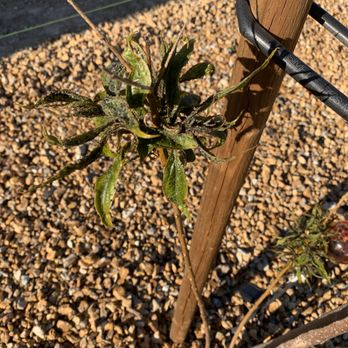 R & J Tree Service - Pest on my tree - Tree Services Near Me - Apple Valley, California R & J Tree Service - Pest on my tree - Tree Services Near Me - Apple Valley, California
