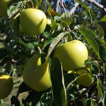 Tanners Orchard - Golden delicious - Farms Near Me - Speer, Illinois Tanners Orchard - Golden delicious - Farms Near Me - Speer, Illinois
