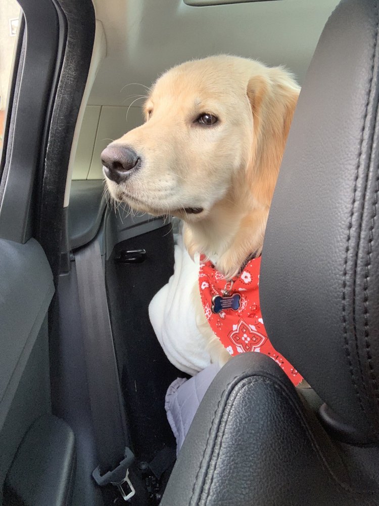 D PET HOTELS HOLLYWOOD 195 Photos & 185 Reviews 1041 N Highland Ave