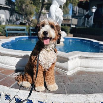 Elevated Canine Academy - Jess's training pic sent to me - Pet Training Near Me