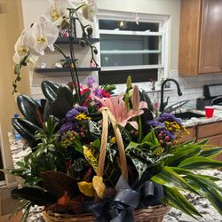 Wildrose Floral Design - Beautiful Plant Basket (Premium)