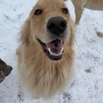 The K9 Spot - Monitored Snow Play for the pups with out mom & dad having to stand outside! - Pet Sitting Near Me - Newark, Ohio The K9 Spot - Monitored Snow Play for the pups with out mom & dad having to stand outside! - Pet Sitting Near Me - Newark, Ohio