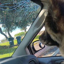 My dog Angie was in the passenger seat when the golf ball smashed the windshield My dog Angie was in the passenger seat when the golf ball smashed the windshield