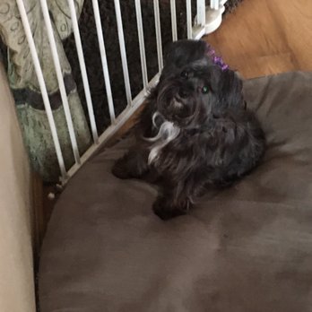 Doggie Styles - Dixie looking fly - Pet Groomers Near Me - Glendora, California