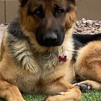 Bad Attitude K9 - Rocky - Pet Training Near Me