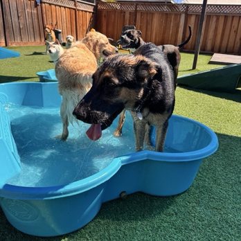 Lucky Buddies Pet Sitting - Pet Boarding Near Me - San Jose, California Lucky Buddies Pet Sitting - Pet Boarding Near Me - San Jose, California