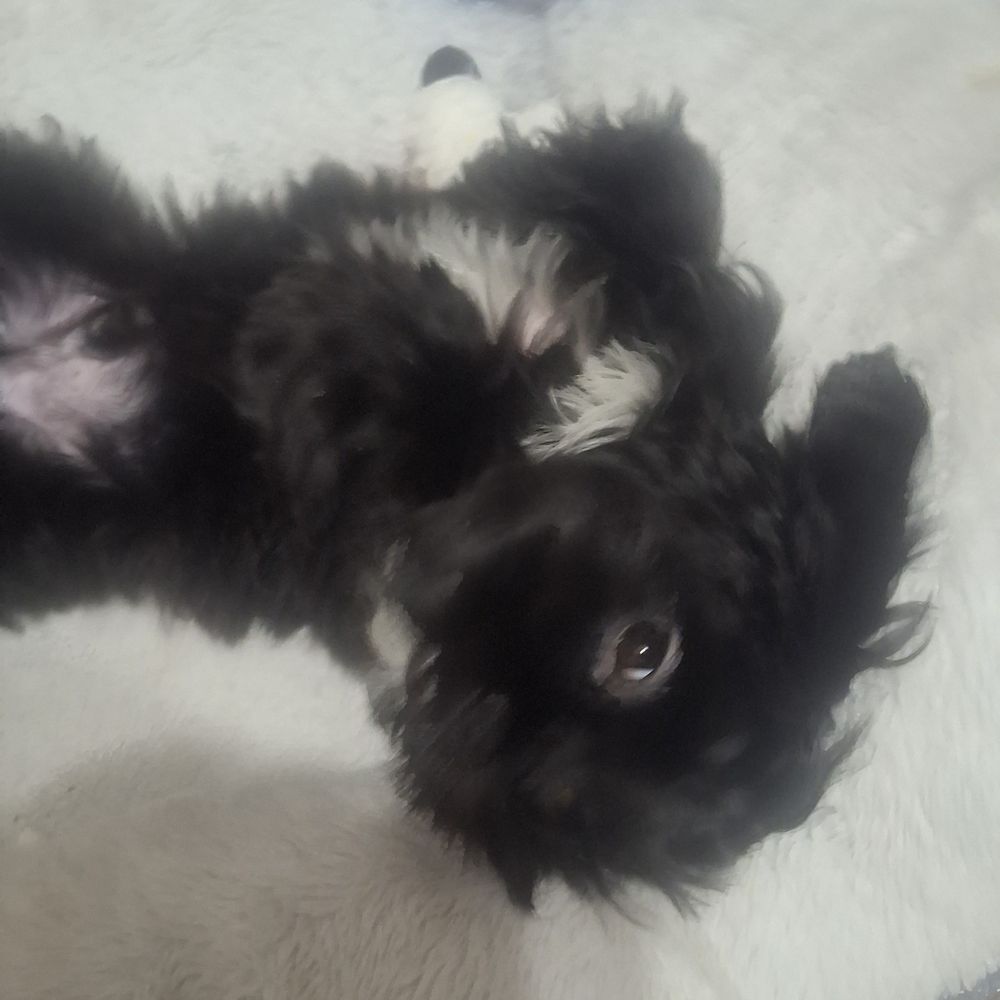 Nadia’s Dog Grooming - Ziggy - Pet Groomers Near Me