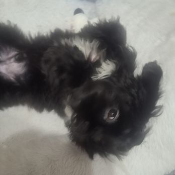 Nadia’s Dog Grooming - Ziggy - Pet Groomers Near Me