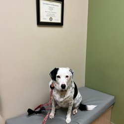 Elk Meadow Animal Hospital - Poppy waiting for Doctor Kurtz, not her first rodeo.