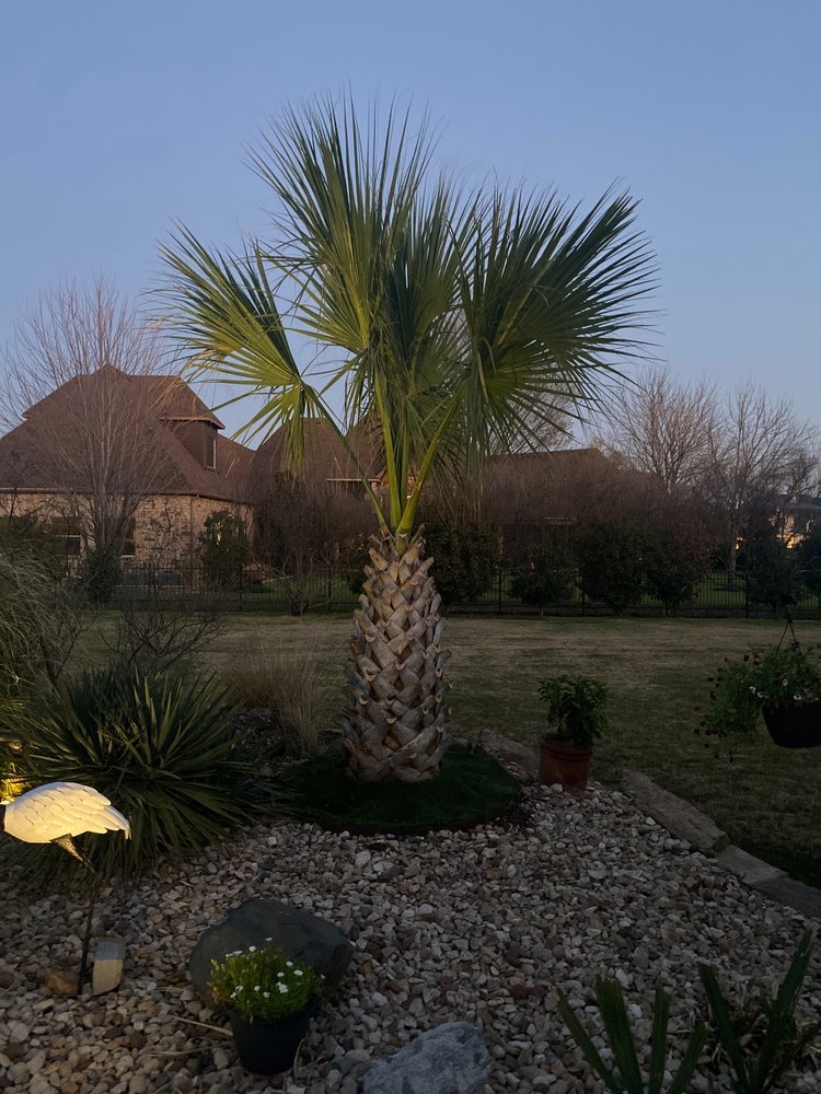 Texas Palm Trees and Irrigation - tree service in Dallas, TX
