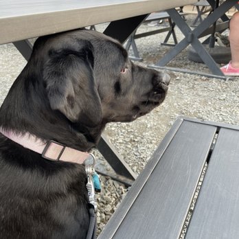 Old Trade Brewery - Dog - Breweries Near Me - Brandy Station, Virginia