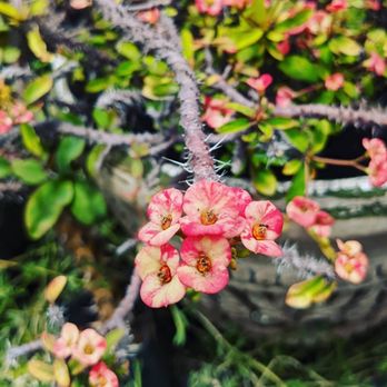 3rd Day Nursery - Sometimes flower's succ...ulent. come get yours today! - Landscaping Near Me - Kula, Hawaii 3rd Day Nursery - Sometimes flower's succ...ulent. come get yours today! - Landscaping Near Me - Kula, Hawaii