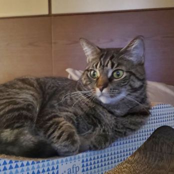 Laketown Cat Hospital - Ivan - Veterinarians Near Me - Saugatuck, Michigan Laketown Cat Hospital - Ivan - Veterinarians Near Me - Saugatuck, Michigan