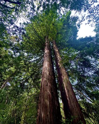 North Sonoma Mountain Regional Park by null