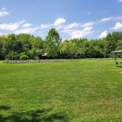 Willowfield Lavender Farm