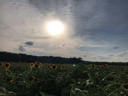 Columbia Bottom Conservation Area by null