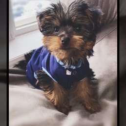 Kobe, Male yorkie