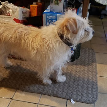 Bubbles On Wheels - Before - Pet Groomers Near Me