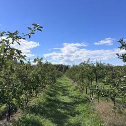Eddy's Fruit Farm
