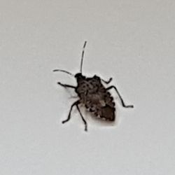 Waukesha Lofts - These guys crawl out of the woodwork year-round.