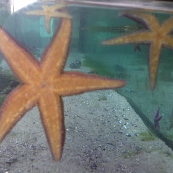 Ostsee Info-Center - Nicht Häschen in der Grube, sondern Seesterne am Rand des Fühlbeckens - Aquariums Near Me - Eckernförde, SH