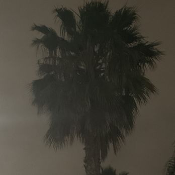 Isaac's Tree Service - Before - Tree Services Near Me - colton, California Isaac's Tree Service - Before - Tree Services Near Me - colton, California