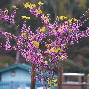 Paradise Hills Native Garden - Western Redbud, flowering heavily in spring. - Botanical Gardens Near Me - San Diego, California Paradise Hills Native Garden - Western Redbud, flowering heavily in spring. - Botanical Gardens Near Me - San Diego, California