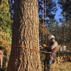 Curtis Point Tree Service