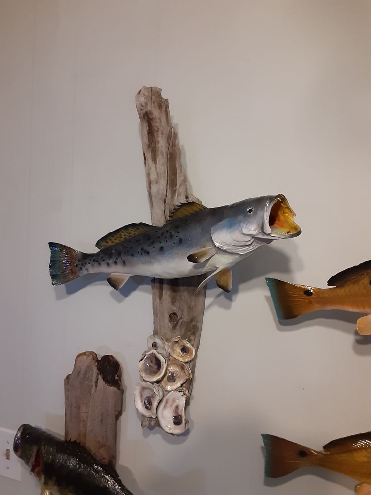 David Aucoin Taxidermy an Art Studio - taxidermy in Marrero, LA