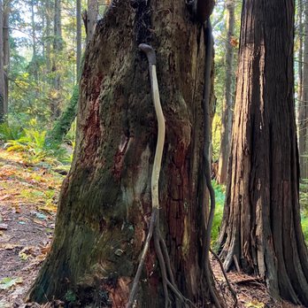 Belcarra Park - Springboard Trail. - Parks Near Me - Belcarra, British Columbia